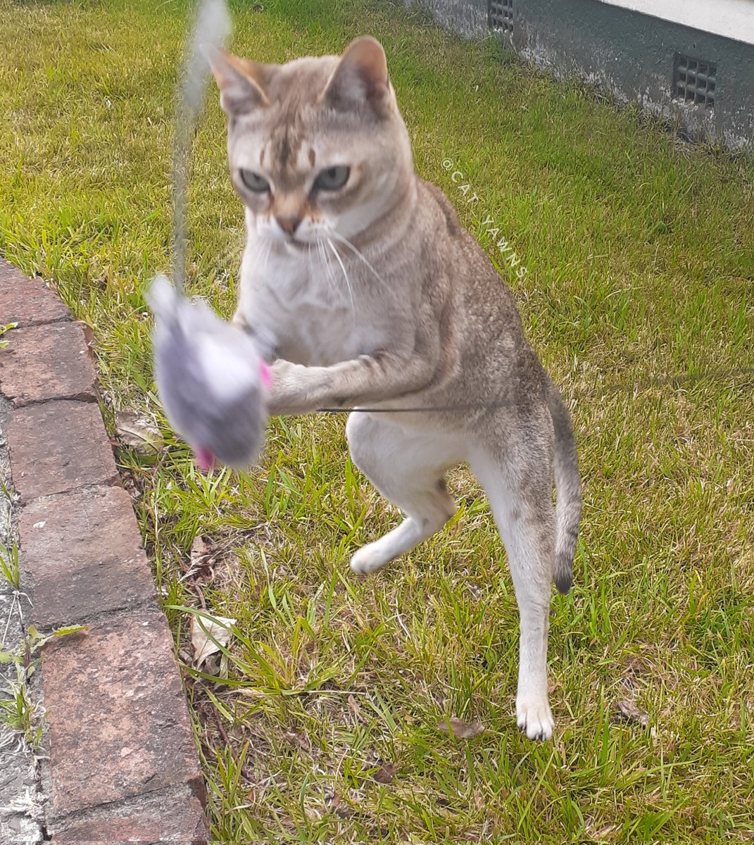 cat_yawns 𓃠 tweet media