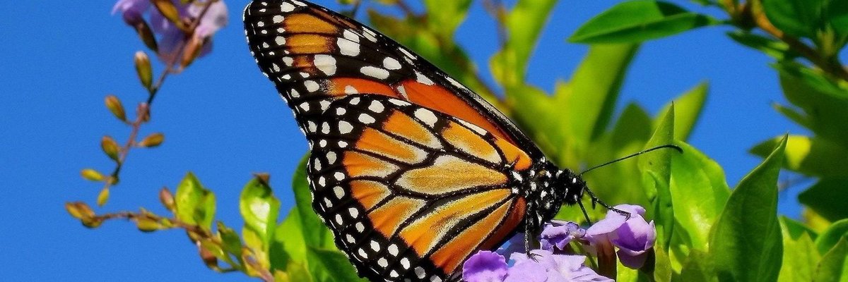 escu2023's tweet photo. Entomological Society of Chittagong University (ESCU) is a non profitable educational and research organization at the Dept. of Zoology, University of Chittagong. Starting from 13th June, 2023 focuses on the study, awareness, and conservation of insects from all taxonomic groups. https://t.co/XRKHLsdf4x