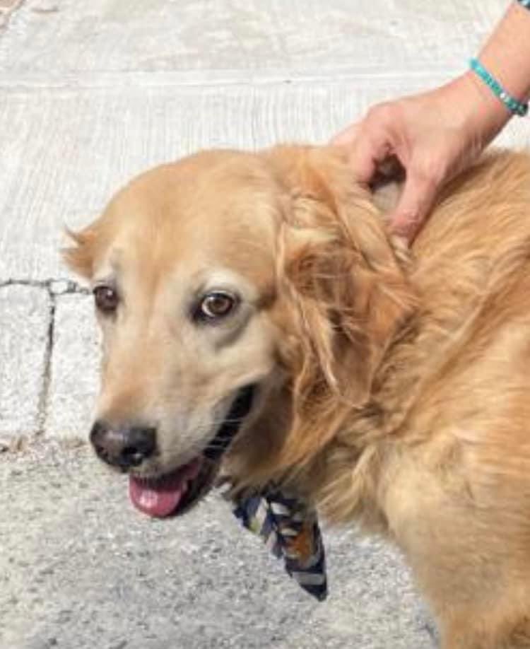 Acaban de encontrar a este bebé en San Francisco juriquilla, por favor trae collar pero no trae placa, sediento e iba caminando hacia la avenida . Ayúden a compartir para encontrar a su familia . 442 549 8320📣 por favor compartan en sus chats en juriquilla!!!!!! <a href="/inakimanero/">Iñaki Manero</a> 🙏