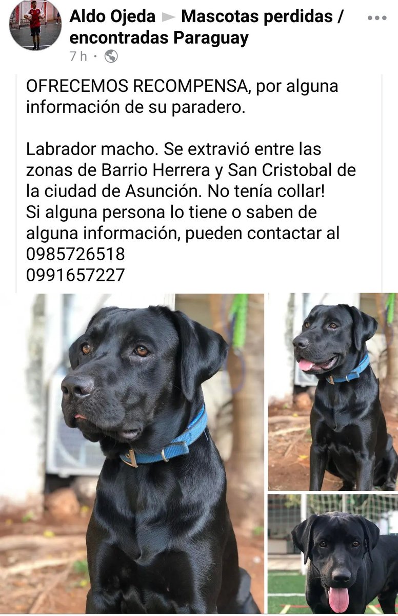 Rt🙏 Labrador macho extraviado en zona Bo. Herrera y San Cristóbal-Asunción,no tenía collar. 
Favor retenerlo y/o contactar al 
0985726518 - 0991657227. 
SE OFRECE RECOMPENSA por información de su paradero. <a href="/mascotitaspy/">Buscando a tu Mascota Py</a> <a href="/patitaperdidas/">Patitas perdidas</a> <a href="/perdidospy/">Mascotas Perdidas Py 🇵🇾</a>