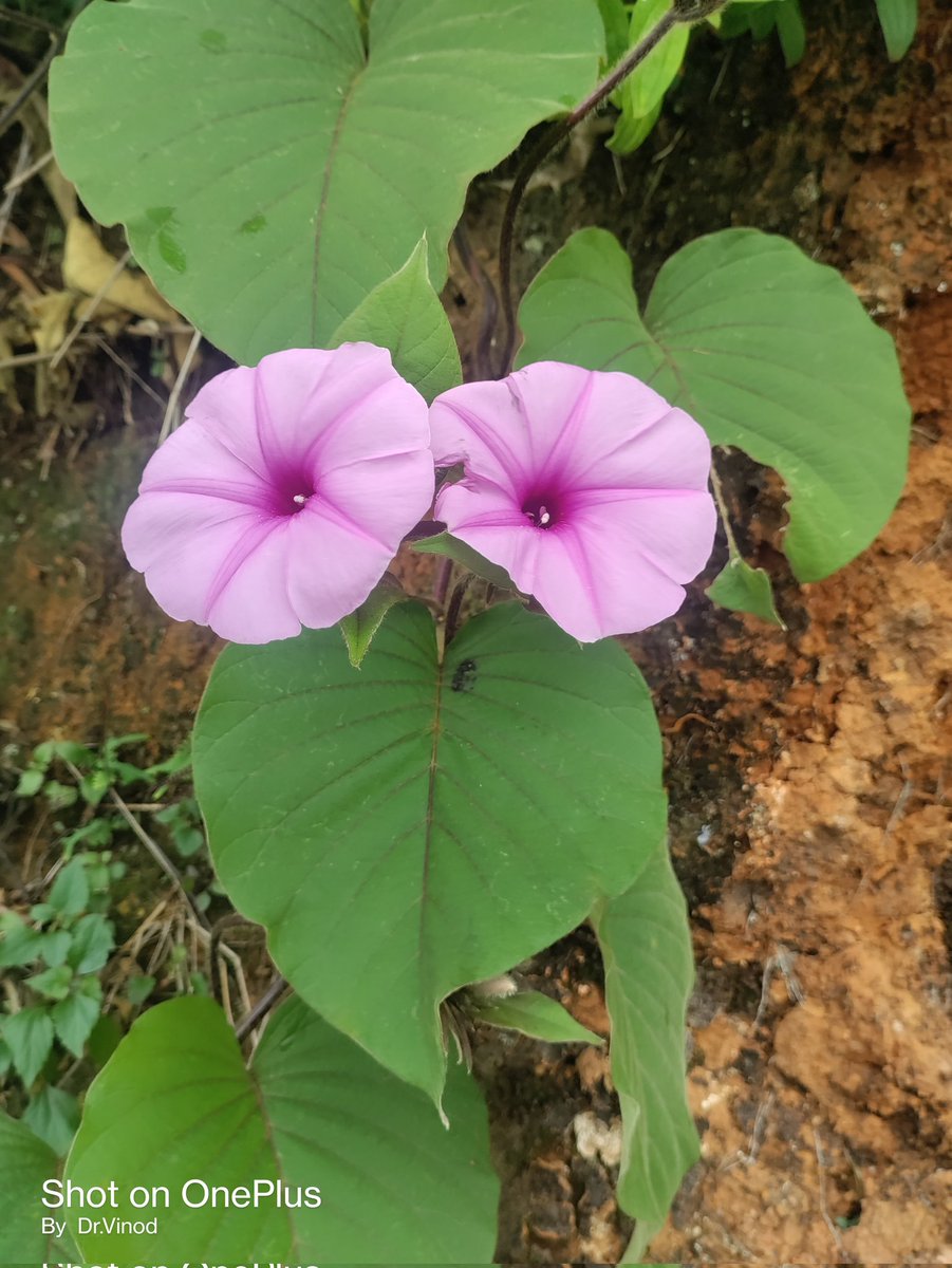 A pretty endemic species of Western Ghats Argyreia coonoorensis ..
