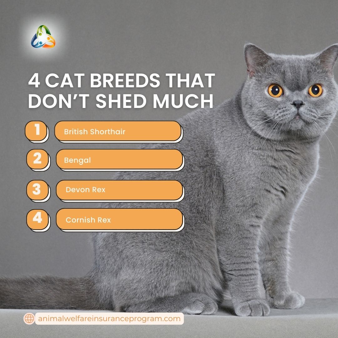 If you’re a cat allergy sufferer who happens to love cats, we have good news: There are a handful of hairless cat breeds and cat breeds that don’t shed much that may help alleviate your itchy eyes and runny nose or at least save you money on lint rollers. #cat #catshedding #cat