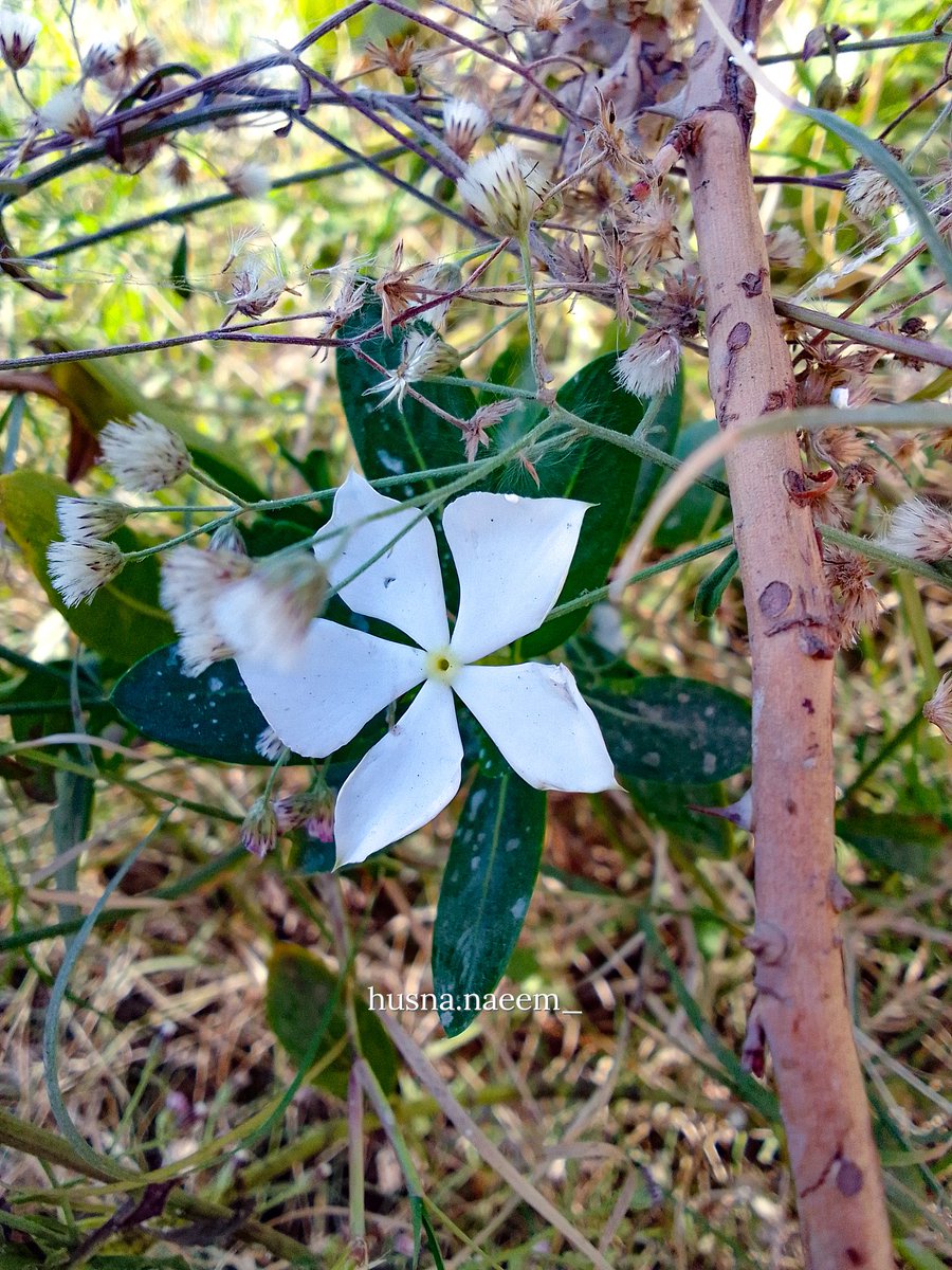 HusnaNaeem7's tweet photo. "Everything that is made beautiful and fair and lovely is made for the eye of one who sees." - Rumi

#photographybyhusna
insta: husna.naeem_ https://t.co/f02e6XfGkZ