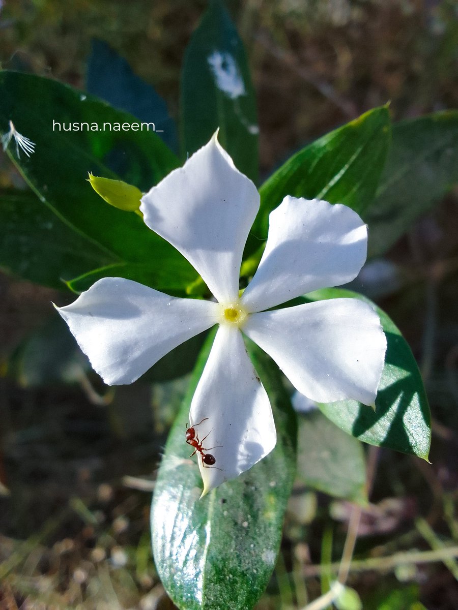 HusnaNaeem7's tweet photo. "Everything that is made beautiful and fair and lovely is made for the eye of one who sees." - Rumi

#photographybyhusna
insta: husna.naeem_ https://t.co/f02e6XfGkZ