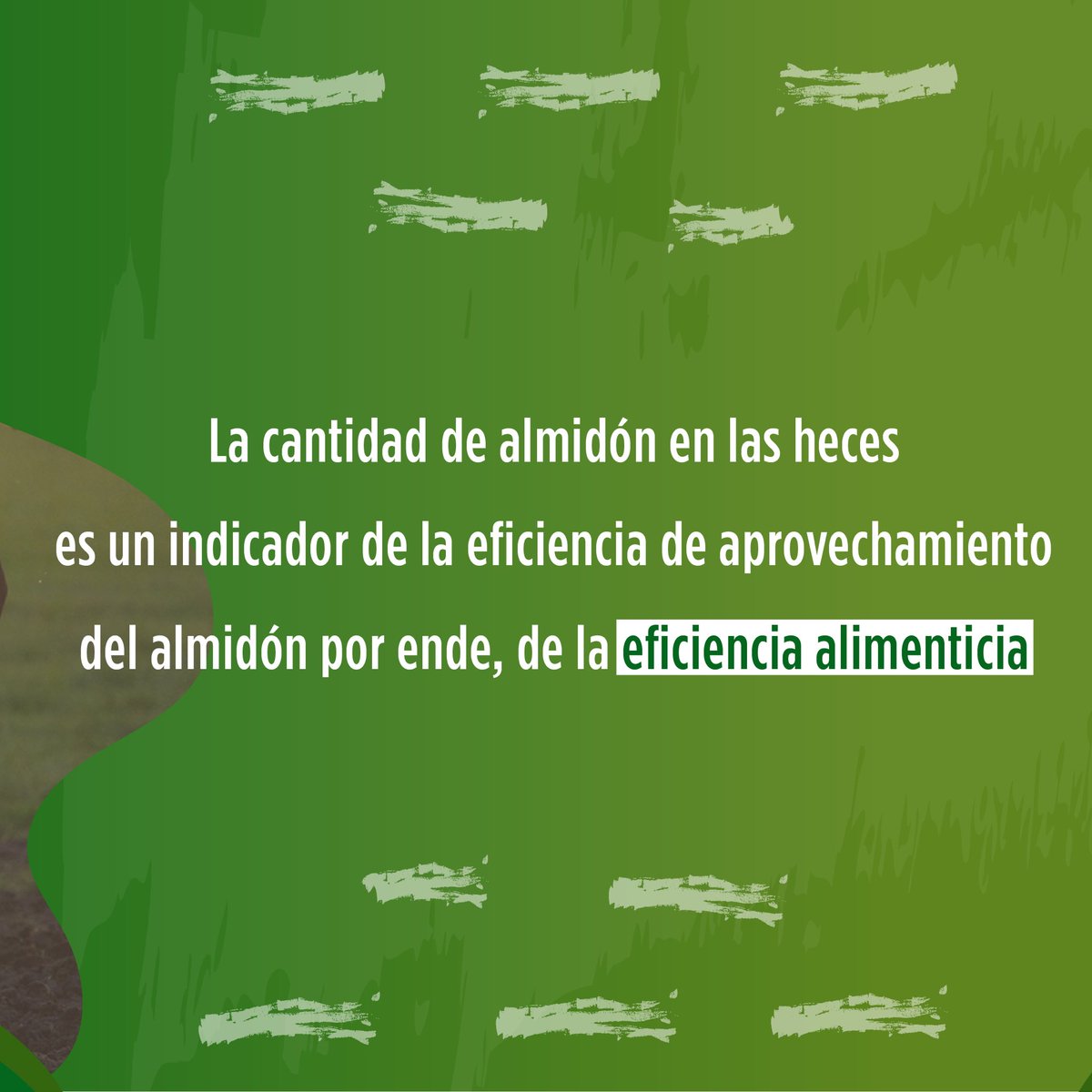 GrumenZootec's tweet photo. 👉 La cantidad de almidón en las heces es un indicador de eficiencia alimentaria!
Por cada punto porcentual por encima de 4.5-5% de Almidón Fecal , se reduce 0,3 lt/dia la producción de leche o en 35 gramos por día la producción de carne 

Fundamental analizar almidón en heces!! https://t.co/gVY4hl7Xao