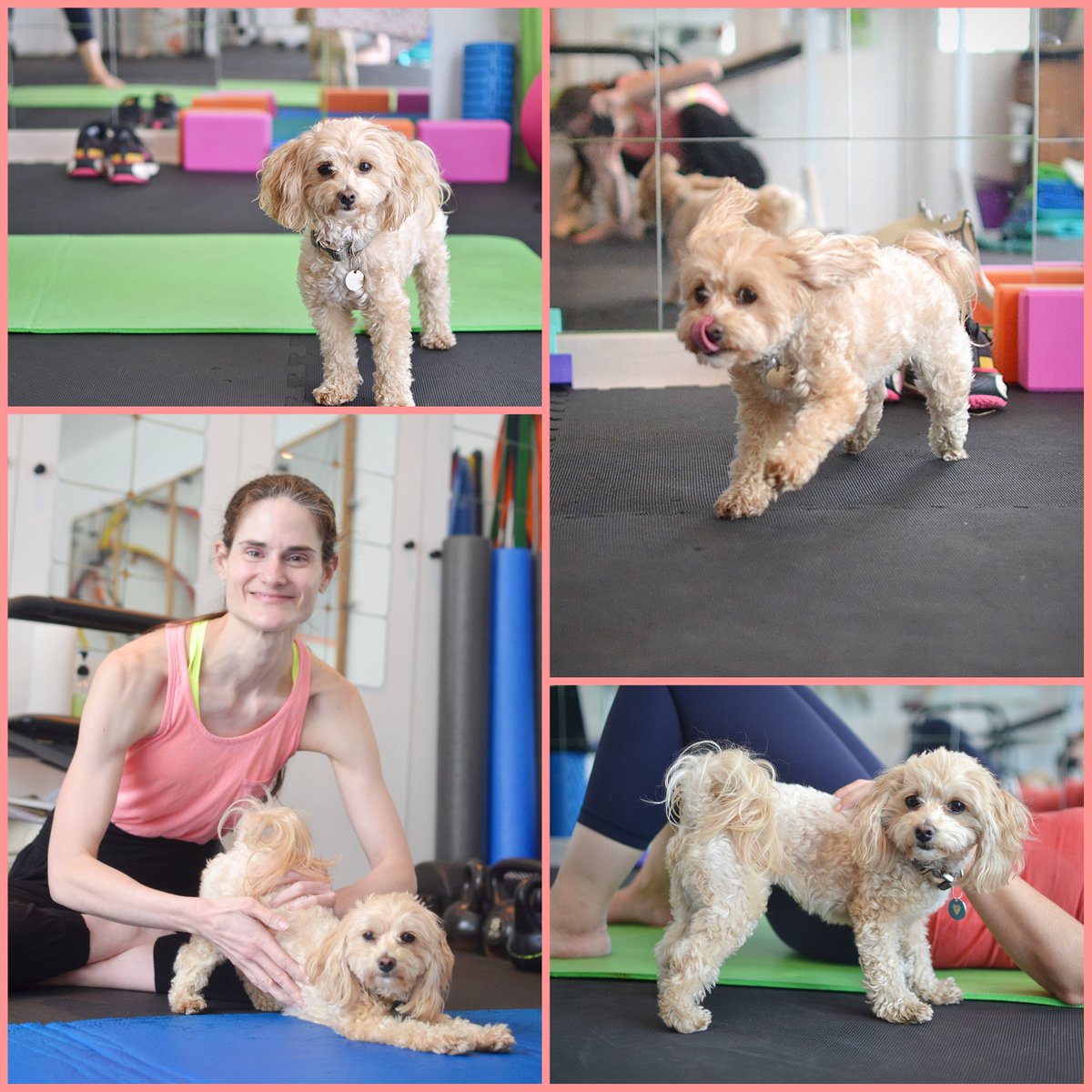 Need to bring your dog to your fitness session? No problem. We LOVE dogs as adorable workout assistants: Fitness With Your Dog – WorkoutPACT – Personal Training In Beckenham (Private Gym) (wordpress.com)