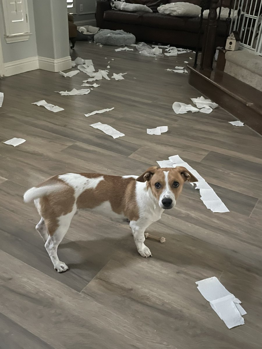 Tiffany Carey, Ed.D. tweet media