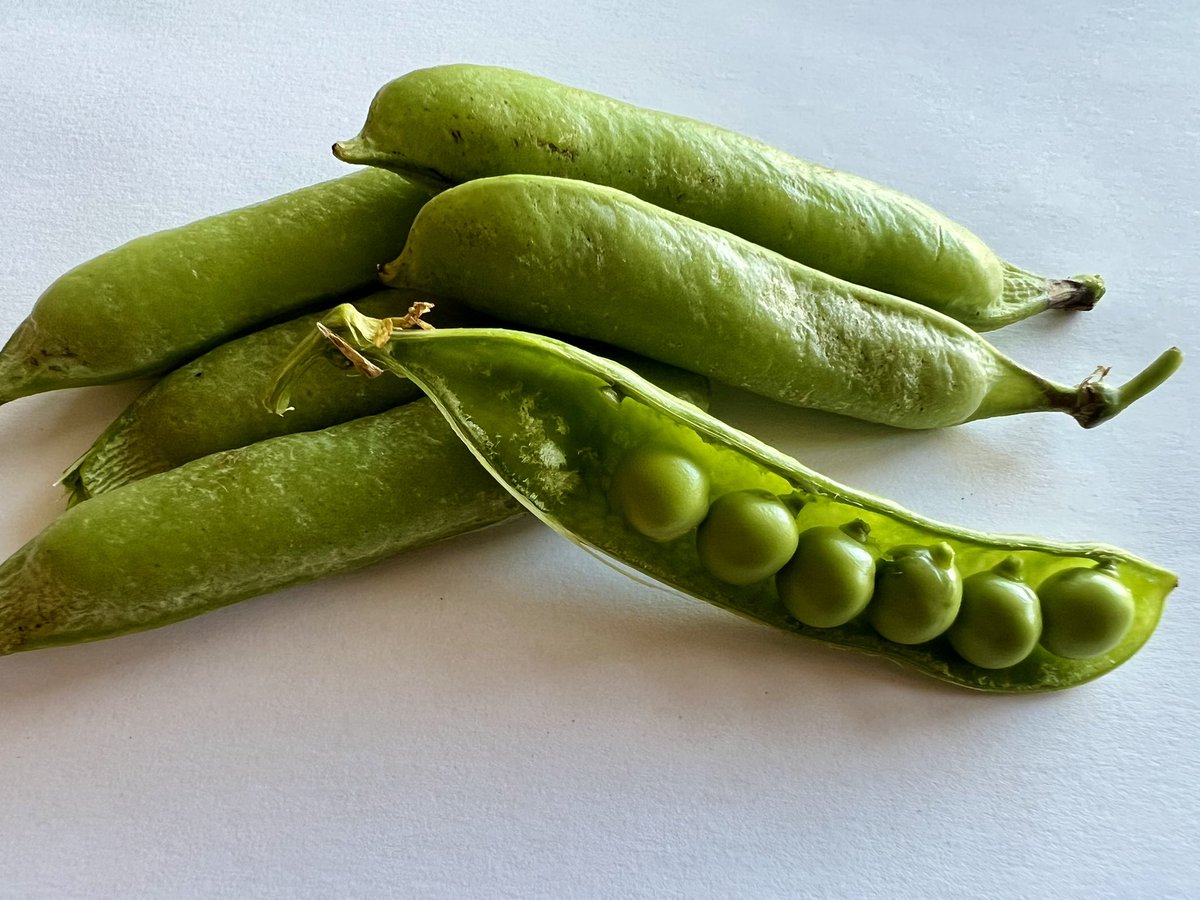 StokeSeeds's tweet photo. Which pea picture should we use in our catalogue? We need some new pics so we planted and picked! π
#startwithstokes #stokesseds #peafarm #fridaymorning https://t.co/kR16lxZunT