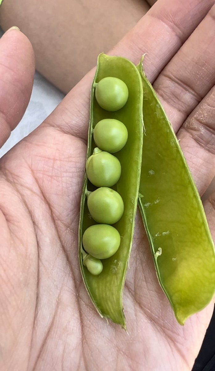 StokeSeeds's tweet photo. Which pea picture should we use in our catalogue? We need some new pics so we planted and picked! π
#startwithstokes #stokesseds #peafarm #fridaymorning https://t.co/kR16lxZunT