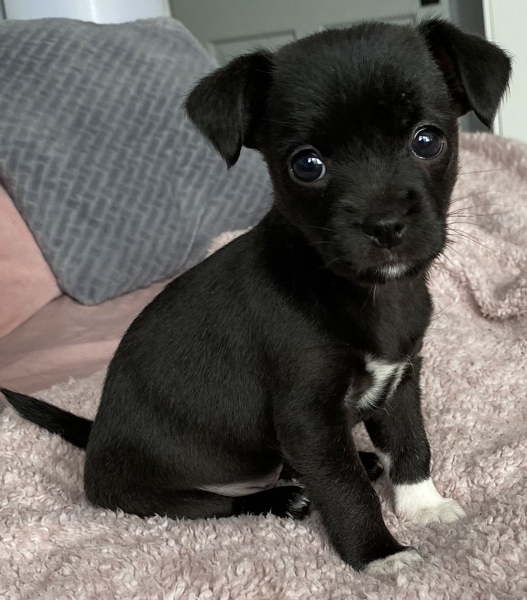 hrumball's tweet photo. @MrBeast Can I win 🐶 https://t.co/UKrDsSPLeT