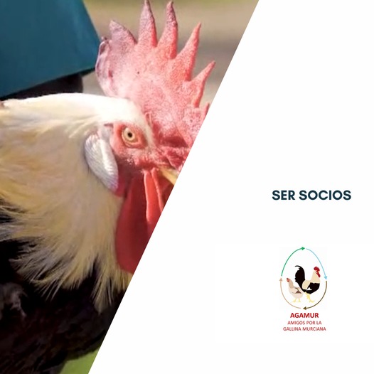 ¡Descubre los beneficios de unirte a AGAMUR, la Asociación Avícola de Murcia! 🐔🥚✨

Al unirte a nuestra asociación, tendrás acceso a una variedad de servicios exclusivos

agamur.eu/ventajas-de-se…