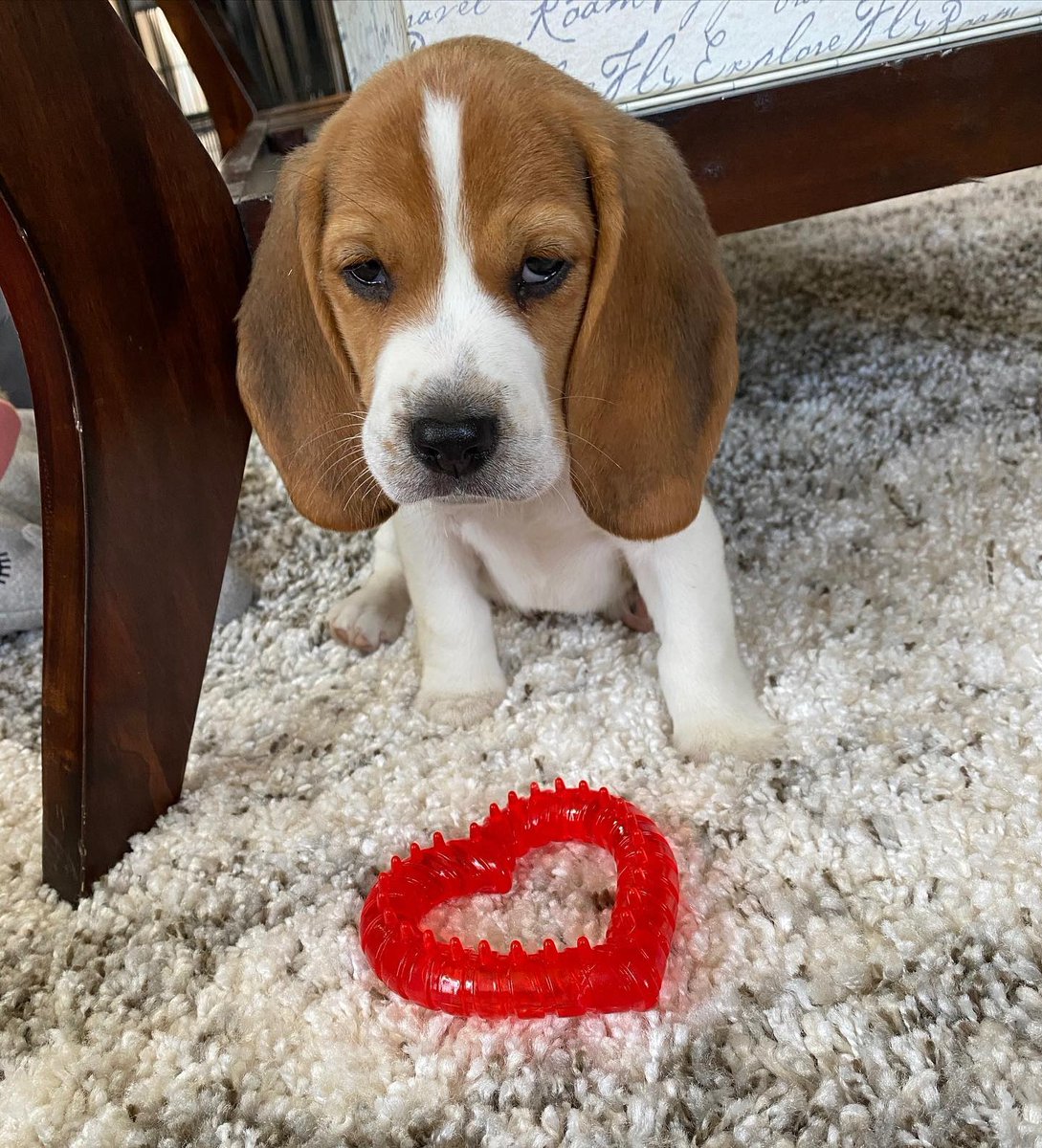 Did you know that we have our very own Snuggle Puppy teething aid?  ⁠
⁠
Massaging fingers and ridges satisfy your puppy’s desire to chew while the melting ice numbs and soothes irritated gums.  Just add water and freeze! 💓⁠
⁠
📷 @remy_lebeagle ⁠
⁠
⁠
#puppylove