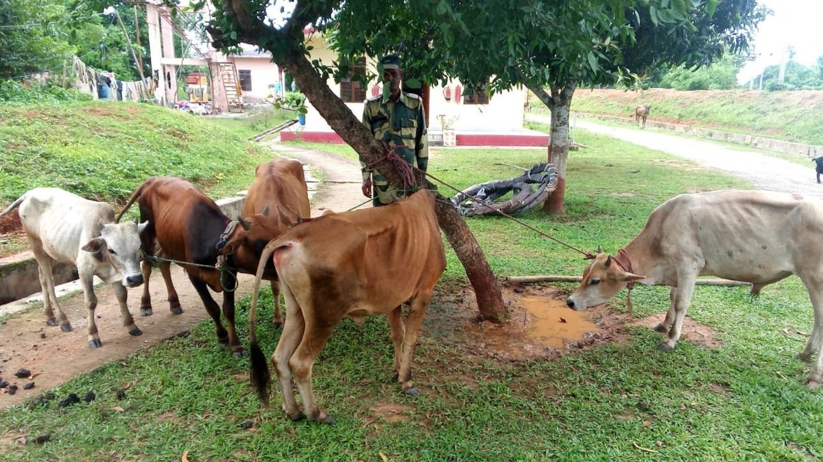 BSF_Tripura's tweet photo. Preventing transborder crimes at the #India-#Bangladesh international border, vigilant troops of #BSF #Tripura rescued six cattle, seized 127.3 kgs Ganja and other contraband items worth ₹ 11,31,318/- and BD Taka 10,520/-

#FirstLineOfDefence
#GuardiansOfBorder
#NationFirst https://t.co/Y3PYC2NZI8