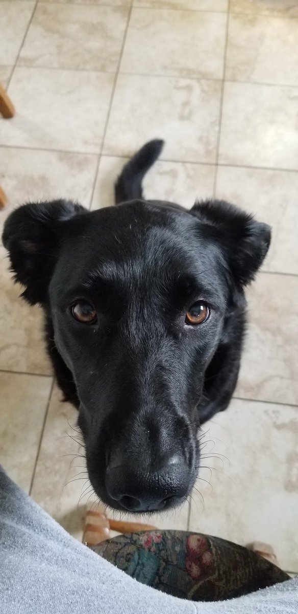 KalicoKittyy's tweet photo. @MrBeast puppy https://t.co/eVt39Qf6bO