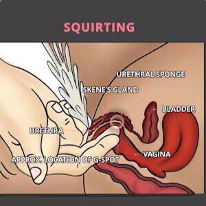 จุด G-spot
เป็นการถึงจุดสุดยอดของใครหลายคนอีกเช่นเดียวกัน จุดที่จะต้องถูกกระตุ้นจะอยู่บริเวณผนังช่องคลอดด้านบน ลึกเข้าไปประมาณ 2 นิ้ว หากถูกกระตุ้นอย่างสม่ำเสมอ 15 นาที จะทำให้ระบบประสาทกระดูกเชิงกรานกับท้องน้อย ทำงานจนทั้งร่างเราสั่นสะท้าน และอาจมีน้ำไหลออกมาจากช่องคลอดได้ (ต่อ)