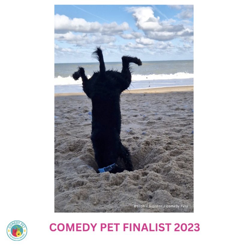 2023 Comedy Pet Finalists announced. If you need a giggle, head to the website-www.comedypetphoto.com and if you want to vote for your favourite comedypetphoto.com/peoples-choice…