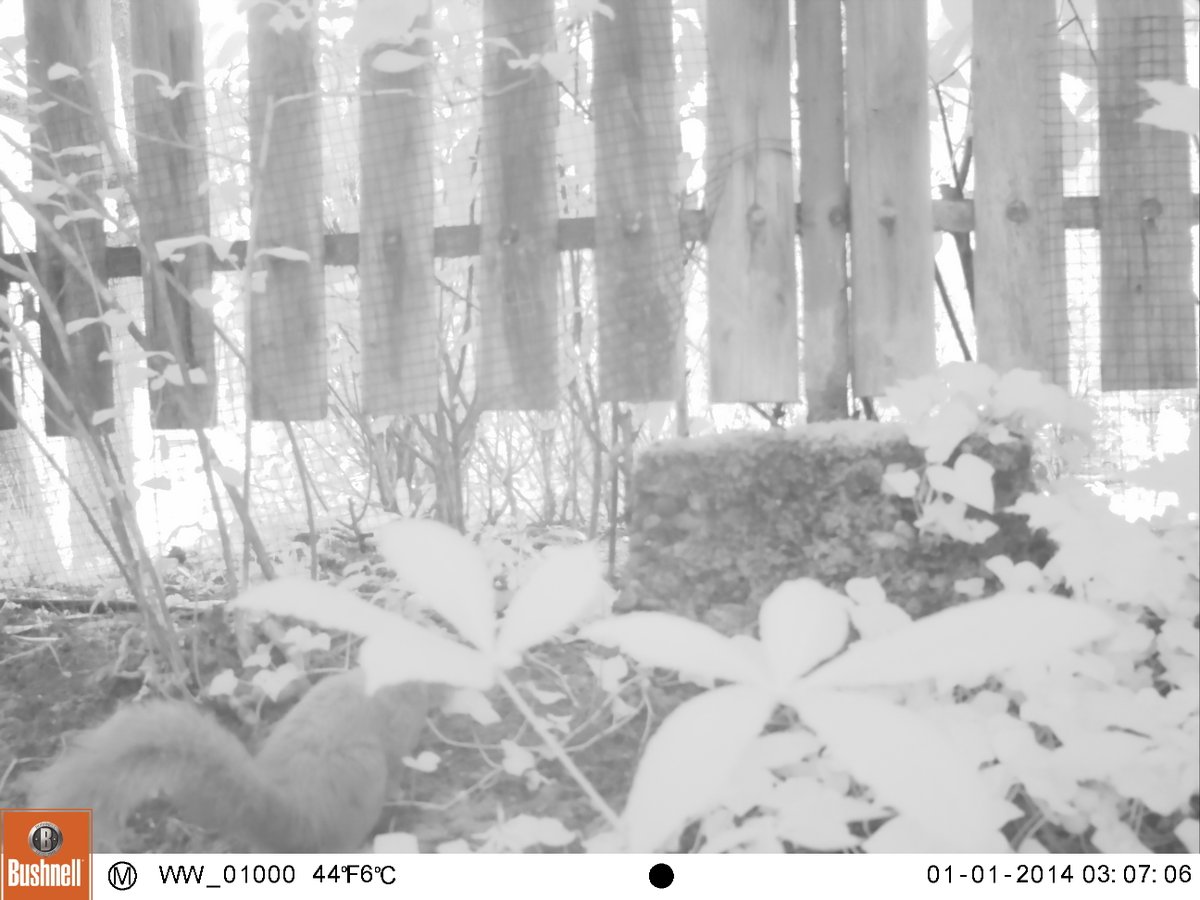 PascalHeyman's tweet photo. An active member of the #GreeningEmbassies 🌿 network, 🇧🇪 Embassy is working w the Dep't of Nature and Ecology of @Bern_Stadt to enhance the biodiversity of our garden. A 📷 captured nocturnal activities of local wildlife: a fox 🦊, baby fox, marten or European polecat, squirrel https://t.co/xKRy0ZzGFG