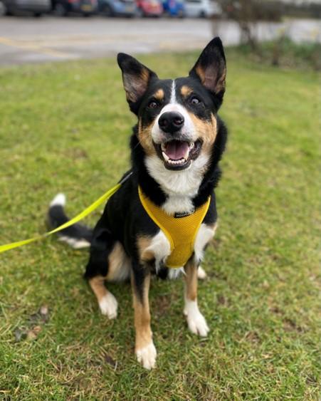 AdoptionsUk's tweet photo. Please retweet to help Gonzo find a home #OXFORDSHIRE #UK 

Affectionate Border Collie aged 4. He may be able to live with a calm female dog and with children aged 12+. He is housetrained and enjoys training 🐶

DETAILS or APPLY 
https://t.co/augwHkpD76… #dogs #Collies #pets https://t.co/7Zp6HrVbeH