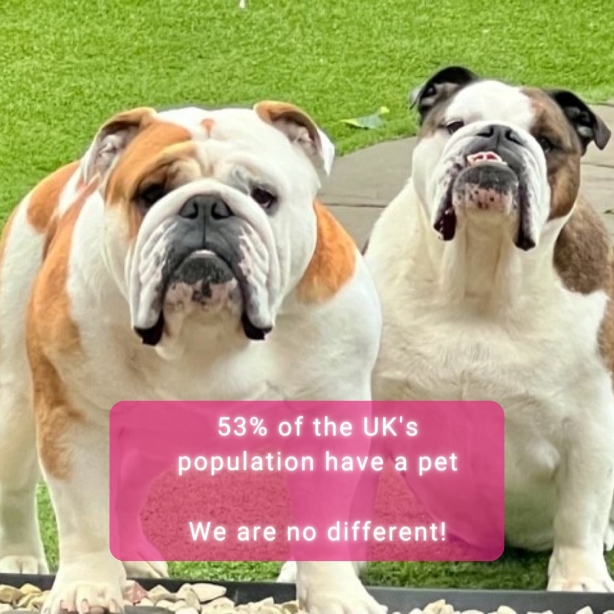 Did you know 53% of the UK’s population have a pet?*  

At Kura, we love our furry, feathery and even scaly friends
Client Partnerships Director, Janine is head over paws for her two furry companions, Coco and Bruce! 

Reply with your favourite picture of your pets
#KuraPets
