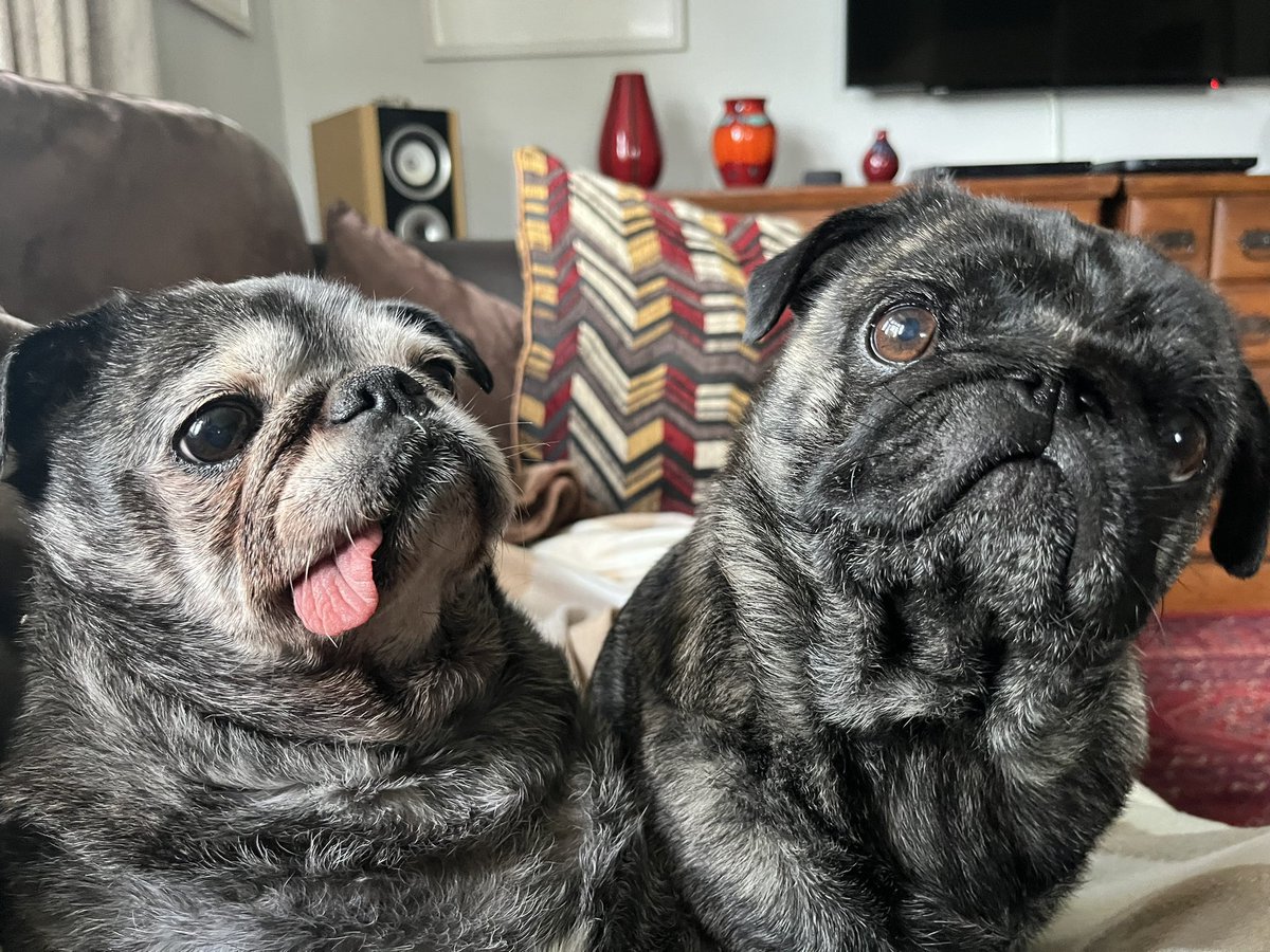 Yes… it’s the Brindled Brothers! Twitter has stopped us putting out tweets, so we’ve hacked into Uncle Cuthbert’s account. 
WE WILL NOT BE SILENCED!