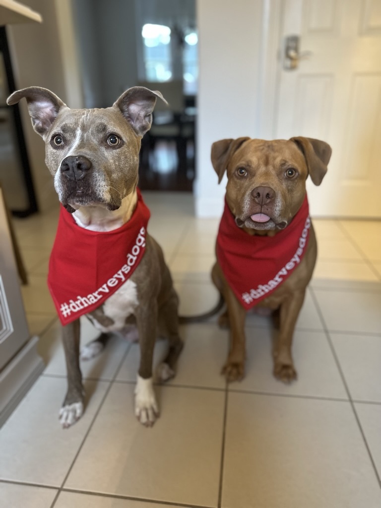 drharvey's tweet photo. Zooey &amp; Indie ready to "scarf" up dinner. (See what we did there? 😂) #drharveysdogs #caninehealth #dogdinner #rescuedog https://t.co/lQB7veB8l7