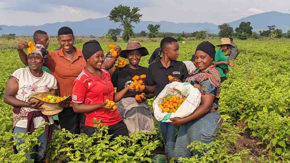UNDP Tanzania (@undptz) on Twitter photo Incredible progress by Kizimba youth supported <a href="/undptz/">UNDP Tanzania</a> under HORTIGRO! They joyfully marked their first harvest of habanero chilies. 👏 Excitingly, they’re all set to supply Darsh Industries in Iringa and export fresh chilies to Germany. 🌍
<a href="/SugecoTanzania/">SUGECO Tanzania</a> Incredible progress by Kizimba youth supported <a href="/undptz/">UNDP Tanzania</a> under HORTIGRO! They joyfully marked their first harvest of habanero chilies. 👏 Excitingly, they’re all set to supply Darsh Industries in Iringa and export fresh chilies to Germany. 🌍
<a href="/SugecoTanzania/">SUGECO Tanzania</a>