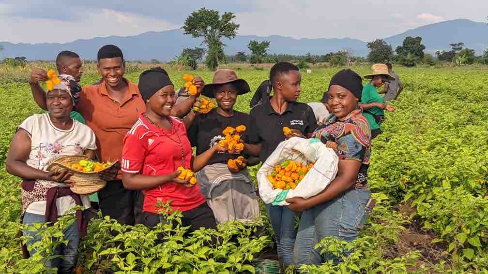 Incredible progress by Kizimba youth supported @undptz under HORTIGRO! They joyfully marked their first harvest of habanero chilies. 👏 Excitingly, they’re all set to supply Darsh Industries in Iringa and export fresh chilies to Germany. 🌍 @SugecoTanzania