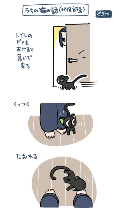 うちの猫(トイレ編)