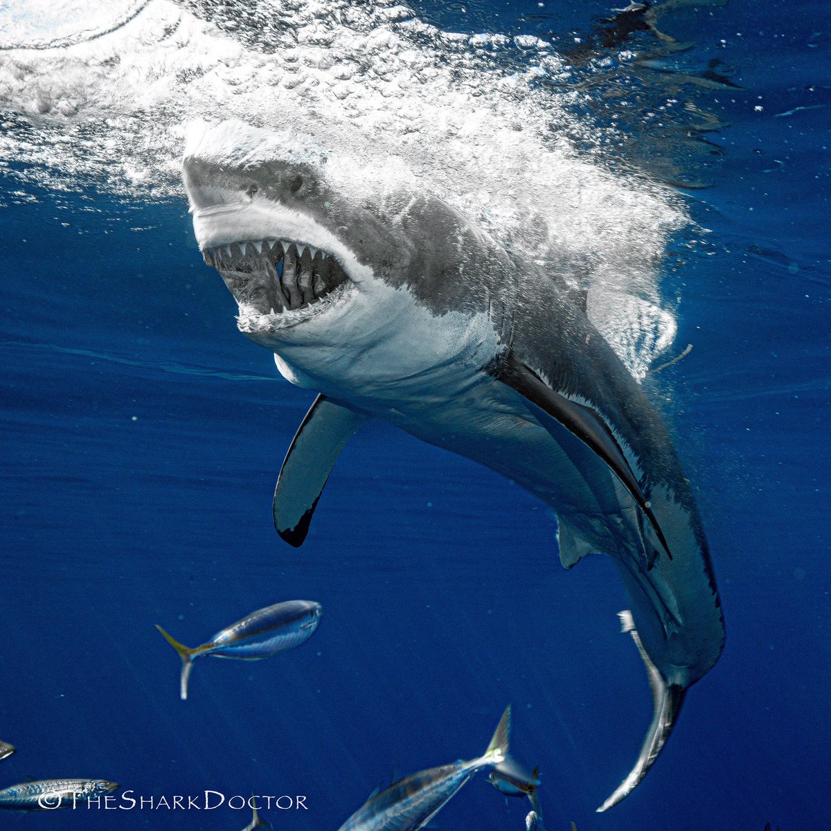 TheSharkDoctor's tweet photo. Who’s ready for @SharkWeek ?  Just a little over one week away!! #sharkweek #wbd #discovery #greatwhiteshark #whiteshark #cressi #oseas #nauticam https://t.co/ZLemDBm29z