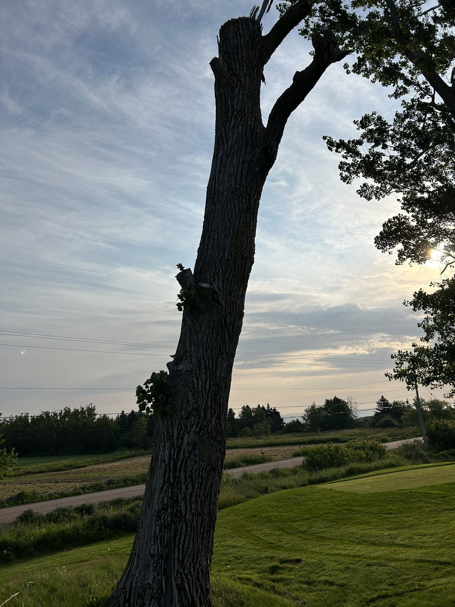 We wait all winter and spring for morning like this! What day for golf! Old tree that Fiona took down is showing signs of life! I take that as a symbol that we now have Fiona in the rear view mirror!