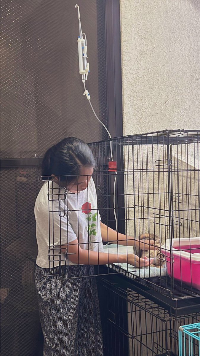 pop_ckul's tweet photo. Tough day for my baby Pochi! Hope she gets well soon 🤧🤲🏻💚 #CatsOfTwitter #prayforpochi #catsintwitter https://t.co/OhqzcXLUhx