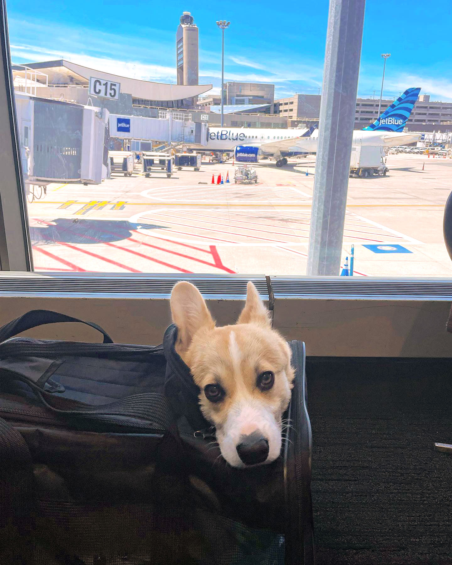 Jetblue pet cheap travel