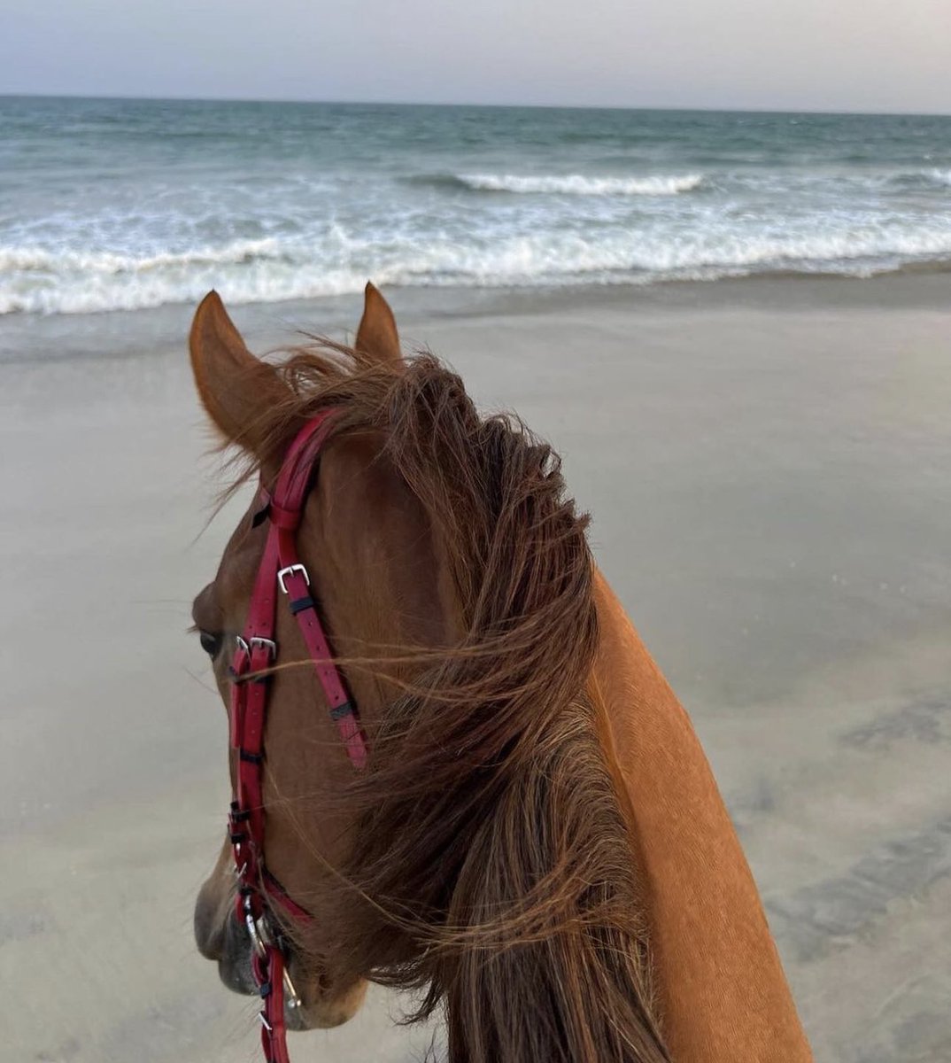 Horses🐎 (@thhorss) on Twitter photo 