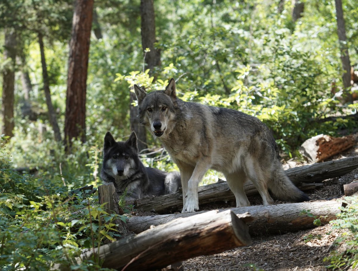 W.O.L.F. Sanctuary (@wolfsanctuaryco) on Twitter photo Happy 15th birthday to the incredible wolf dog siblings, Amaris and Indigo! We're also celebrating seven years since their rescue. May your special day be filled with boundless joy as you frolic through the wildflowers! Sending you love today, Amaris and Indigo! ๐ ๐บ๐บ Happy 15th birthday to the incredible wolf dog siblings, Amaris and Indigo! We're also celebrating seven years since their rescue. May your special day be filled with boundless joy as you frolic through the wildflowers! Sending you love today, Amaris and Indigo! ๐ ๐บ๐บ