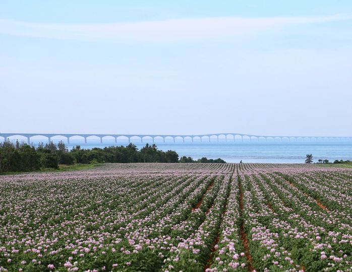 The prettiest flower garden is a potato field in bloom.. 🌸