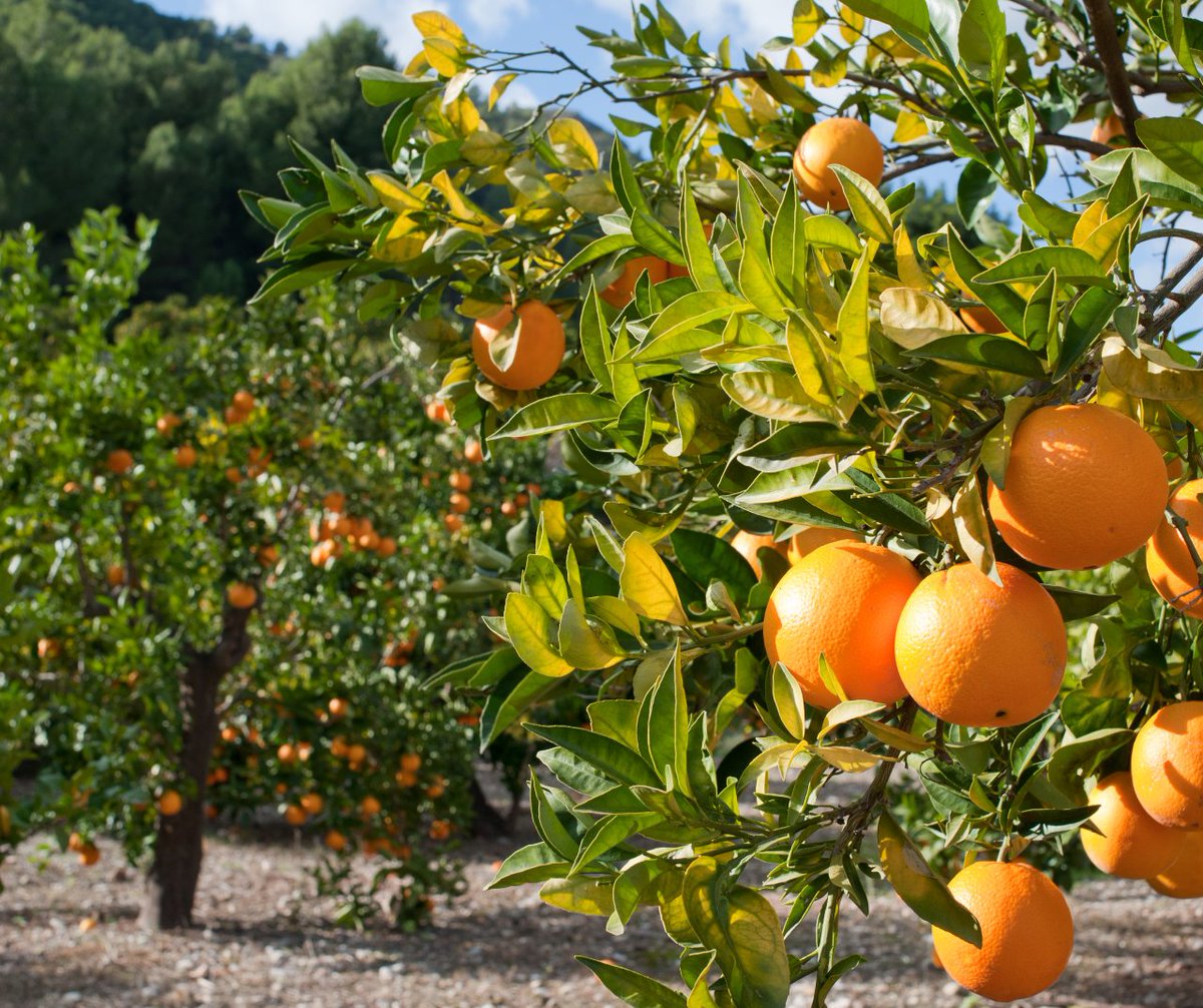 Además de contribuir a la mitigación del cambio climático y de construir las bases de una independencia energética, el proyecto de agrivoltaica que EnerHi 🍃 ha planteado en Nules se busca:

✅ Mantener el valor agrológico del suelo.
✅ Fomentar una agricultura competitiva.