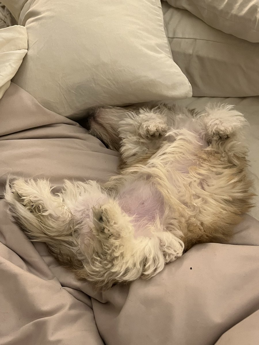 lucasgary's tweet image. Rosita’s preferred sleeping position #havanese #puppypower