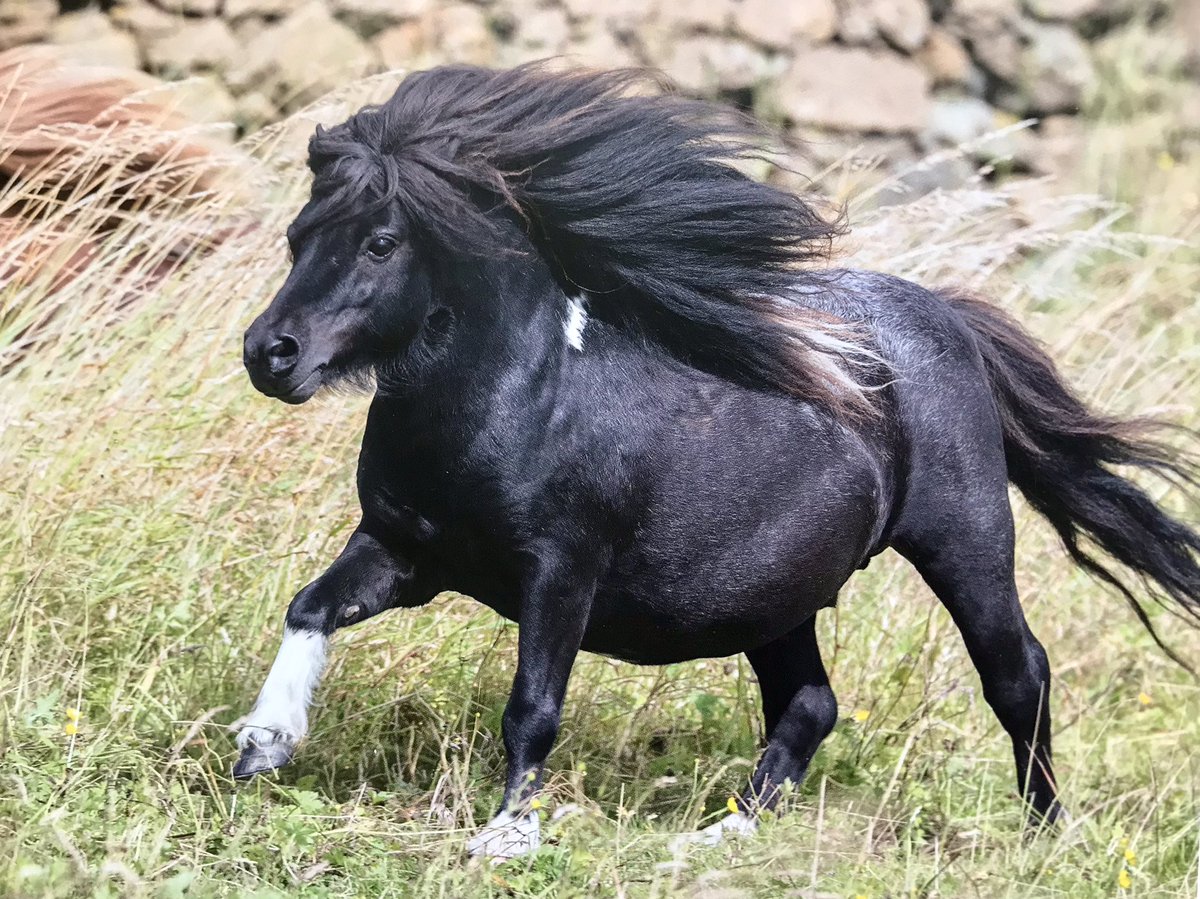 #shetland #visitshetland 💙 
#ponyhour #ShetlandPony