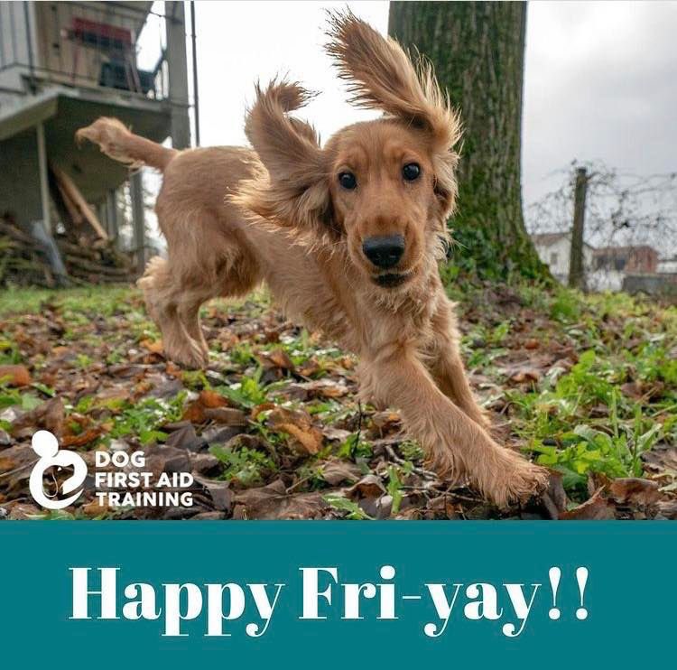 Happy Friday dog lovers!

#DogFirstAid #Oxfordshire #Berkshire #Buckinghamshire #Midlands