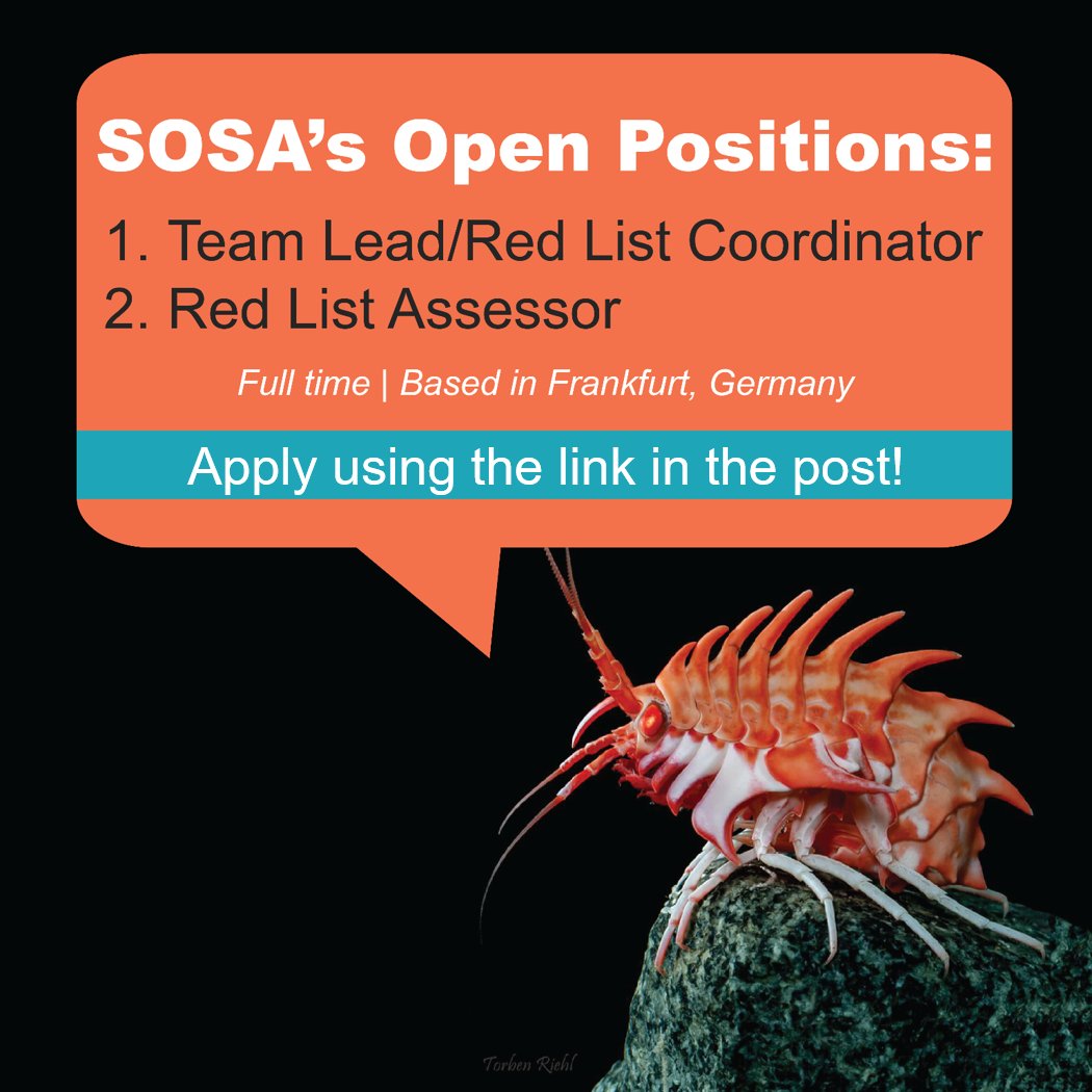 We're Hiring! 
Be part of our Red List Unit team- focused on assessing the endangerment status of marine invertebrate species. Apply for one of the TWO open positions: tinyurl.com/SOSAjobs

Tag someone who would love working to #protect #marineinvertebrates!
#marinejobs