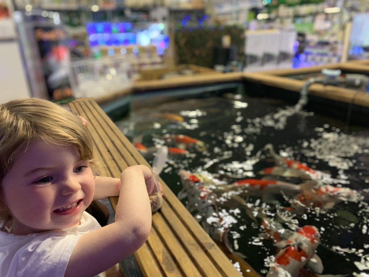 Are you looking for something to entertain the kids on a rather wet week in the school holidays?

Pop down to your local Fishkeeper Scotland store and feed our greedy pond fish!