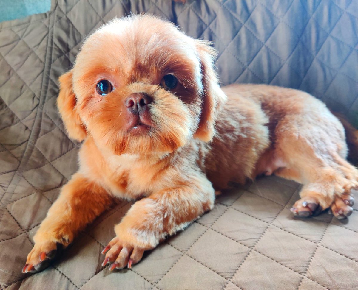 bigfut83's tweet image. Rosy got a new hair cut 😘
#SpoiledDog