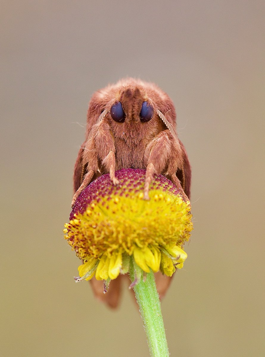 The Drinker, Euthrix potatoria, from my #Yorkshire garden last night. #moth