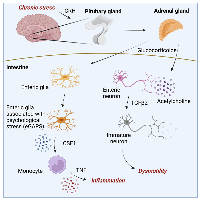 Phenomics_J's tweet photo. #Mental #health profoundly impacts #inflammatory responses. This is  apparent in inflammatory bowel disease (#IBD). Read to see a role for the enteric nervous system (#ENS) in mediating chronic stress on #intestinal #inflammation: https://t.co/FKNQ9XULRU. @CellCellPress https://t.co/ohy7EwcWd2