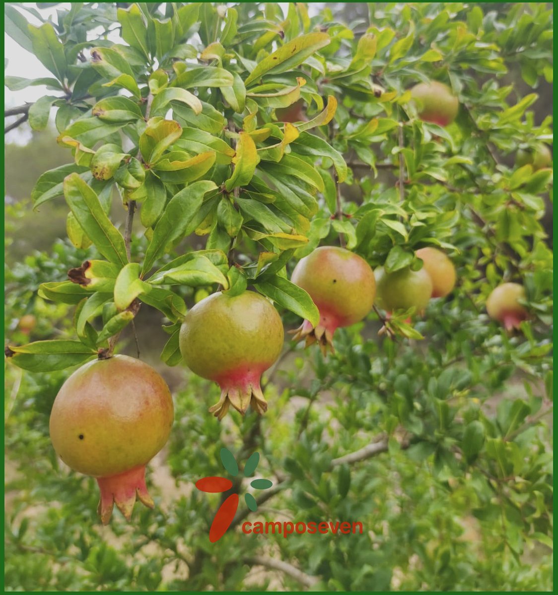 CamposevenSAT's tweet photo. Mirad que bonitos están los Granados, con sus flores y algunos frutos que comienzan a aparecer.
🌳🌺🌺
#camposeven
#agriculturaecológica
#agriculturabiodinámica
#granados
#enflor https://t.co/WyYhhxfVIt
