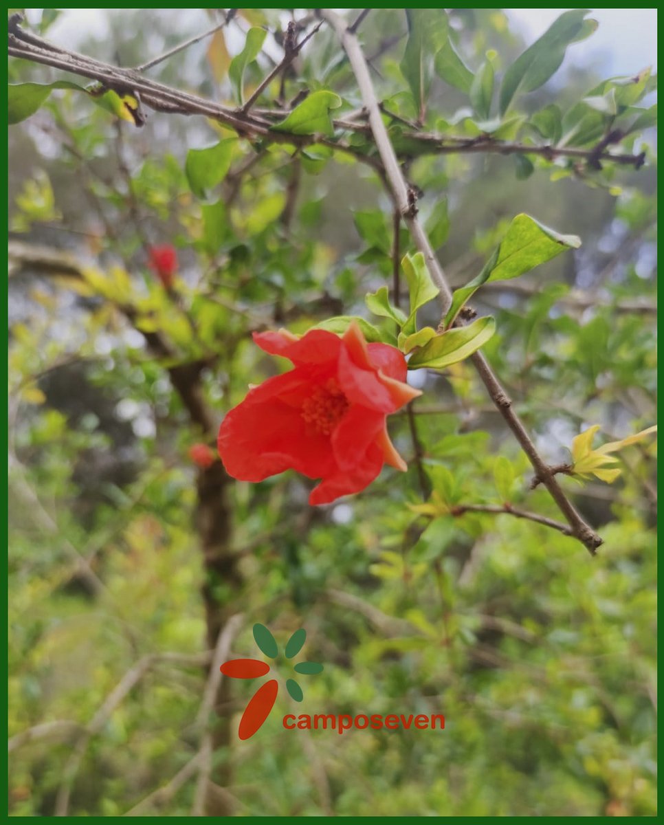 CamposevenSAT's tweet photo. Mirad que bonitos están los Granados, con sus flores y algunos frutos que comienzan a aparecer.
🌳🌺🌺
#camposeven
#agriculturaecológica
#agriculturabiodinámica
#granados
#enflor https://t.co/WyYhhxfVIt
