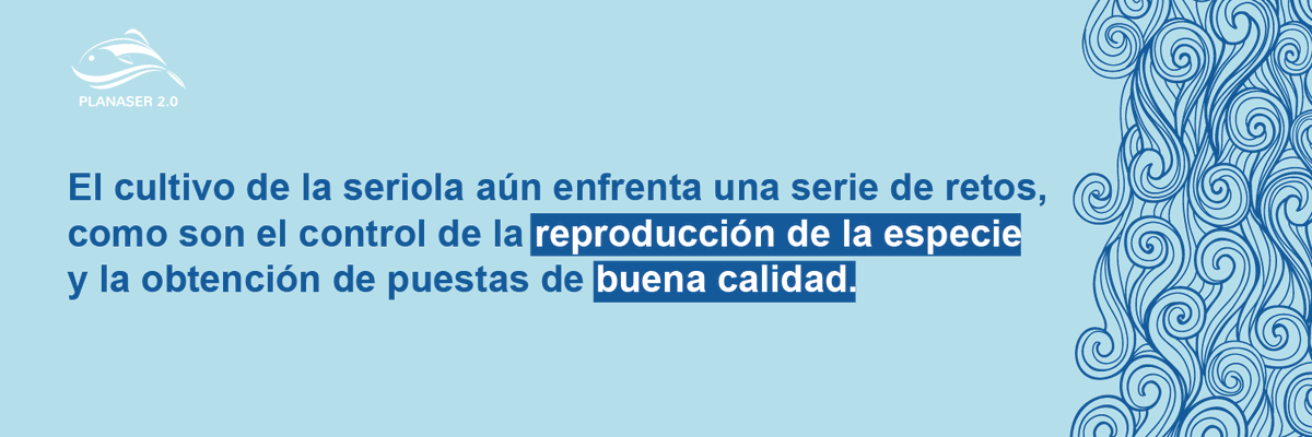 PLANASER 2.0 tweet media