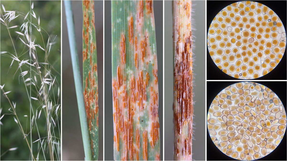 #Rust(s) on common wild oat (#Avena fatua) likely caused by #Puccinia coronata on leaves, and maybe P. graminis f. sp. avenae on stems; waiting telia to confirm. Found 50 m above the common barberry plant 🫡 (Millau, FR).