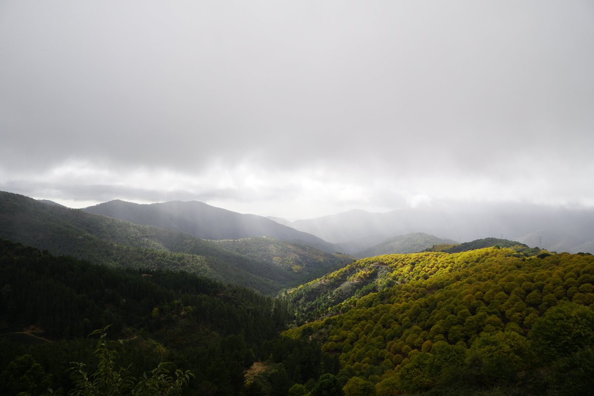 FBiodiversidad's tweet photo. Los #bosques:

🐦 Acogen alrededor del 80% de la #biodiversidad de la Tierra 
🌬️ Almacenan más de 13.000 millones de toneladas de carbono en sus árboles y suelos
🪵 Proporcionan servicios clave para el ser humano  

Cuidemos los bosques 🌳, cuidemos la vida 💚 #Biodiversidad https://t.co/5XsxzyvcaT