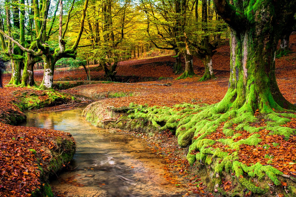 FBiodiversidad's tweet photo. Los #bosques:

🐦 Acogen alrededor del 80% de la #biodiversidad de la Tierra 
🌬️ Almacenan más de 13.000 millones de toneladas de carbono en sus árboles y suelos
🪵 Proporcionan servicios clave para el ser humano  

Cuidemos los bosques 🌳, cuidemos la vida 💚 #Biodiversidad https://t.co/5XsxzyvcaT